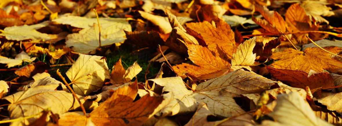 Autumn leaves