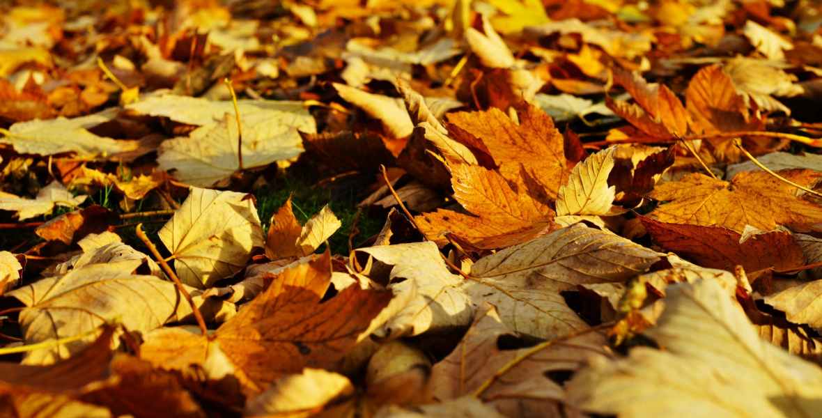 Autumn leaves